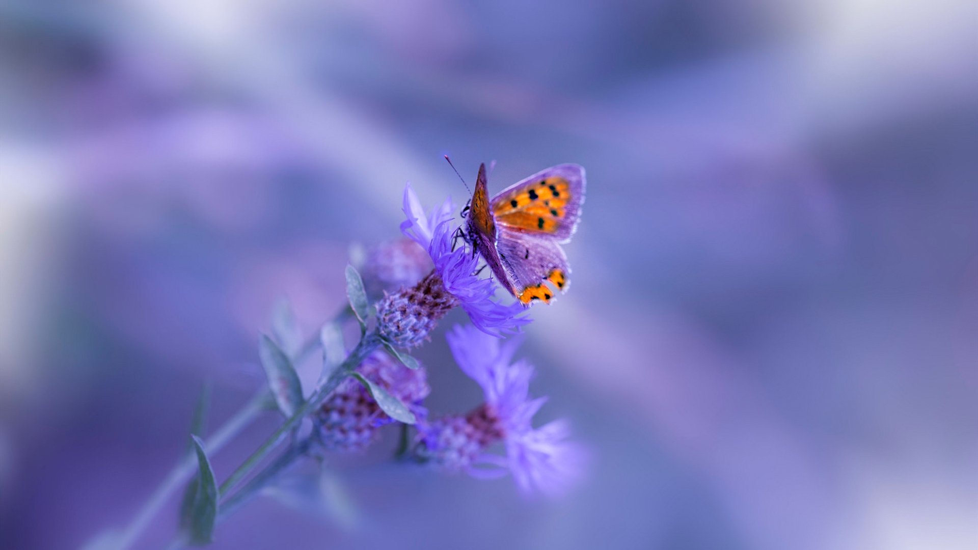 爱游戏娱乐-_趣味轮滑比赛：滑出你的青春记忆_，轮滑趣味赛活动主题